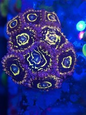 Stratosphere Zoa High End Zoanthid 1 polyp Frag coral