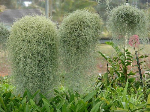 Hanging airplant spanish - -,