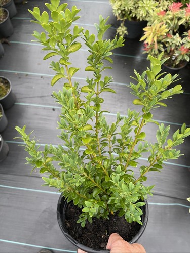 Buxus semprevirens box - buxus,