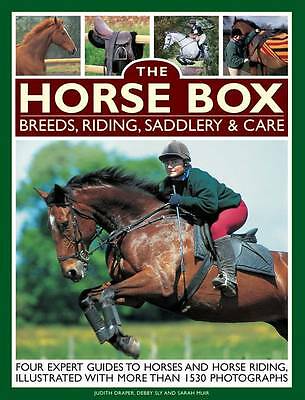 Horse box breeds riding - horse,