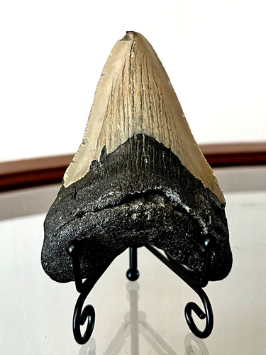 Tooth from carcharodon - from,