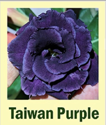 Taiwan purple aka indigo - taiwan,