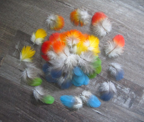 Multi colored macaw parrot - 50,