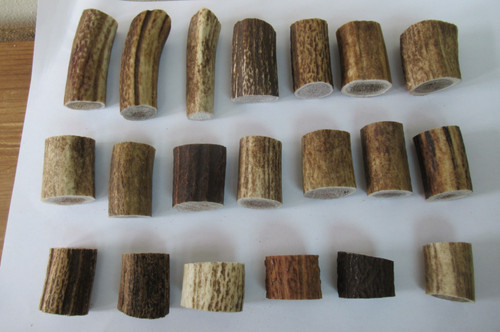 Red deer stagshorn antler - 20,
