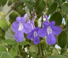 Streptocarpus Saxorum -False