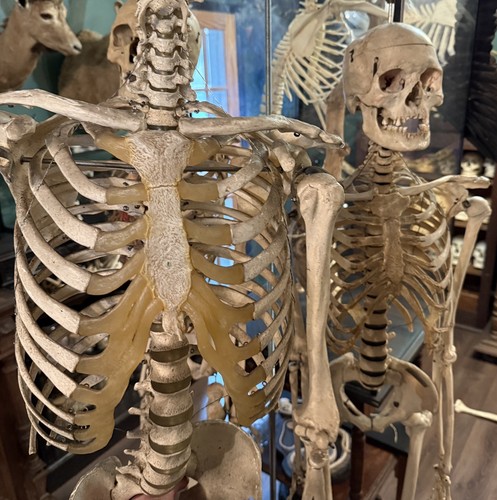 Real human skeleton skull - human, no