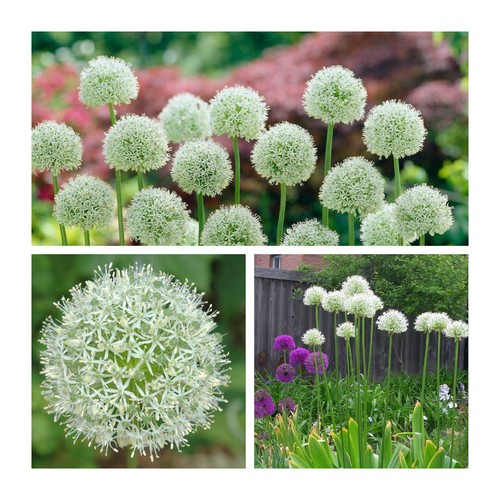 Allium mount everest flower - allium,