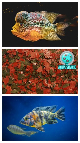 Cichlid flake premium - cichlid,