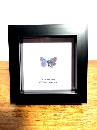 Common blue butterfly box - butterfly, in