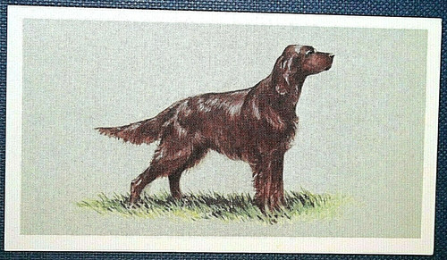 Irish setter aka - irish,