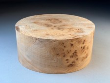 Large Spalted Burr Elm Wood