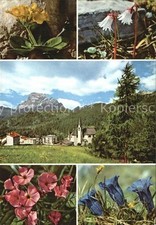 Mendola Pass Panorama Primula auricula Soldanella minima Dianthus New Year's Eve Genian