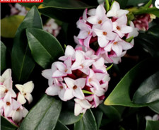 Daphne Plant Spring Beauty
