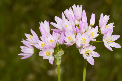 Bulbs allium pink roseum - x,