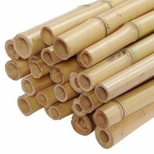 Bamboo canes 2ft 6ft - bamboo,