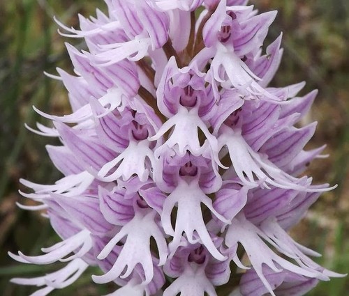 Orchis italica naked man - orchis,