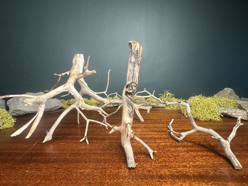 Pack manzanita driftwood - 3,