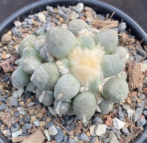 1pc 8cm clustered ariocarpus - 1pc,