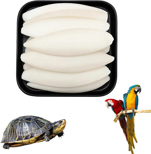 Pieces cuttlefish bone - cuttlefish,