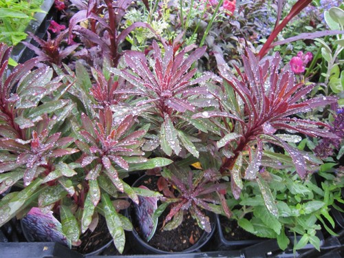 Euphorbia miners merlot hardy - euphorbia,