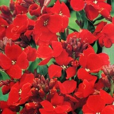 Wallflower 'Scarlet Bedder' /