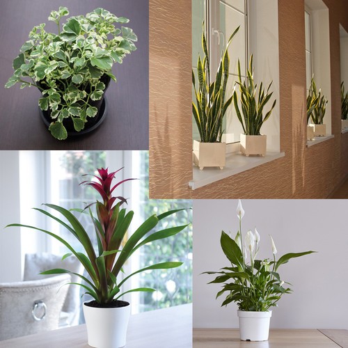 Evergreen plant indoor garden - plant,
