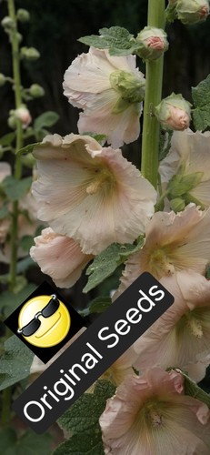 Hollyhock seeds peach - 50,