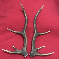 PAIR OF RED DEER ANTLERS 487g