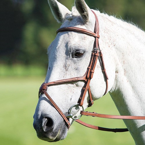 Shires avignon grackle bridle - avignon,