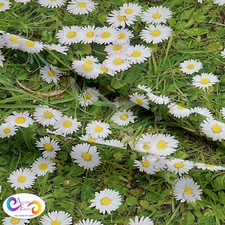 Daisy Chain on Grass 100%