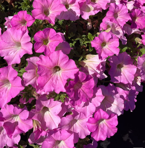 Trailing petunia surfinia - 6,