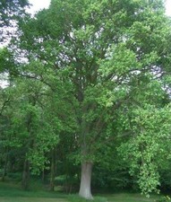  OAK TREE seedlings 10- 20cm