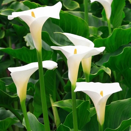 Perennial white flowering arum - white,