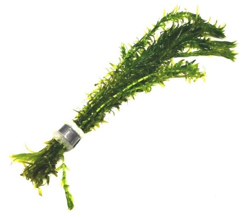 Elodea densa bunch - elodea,