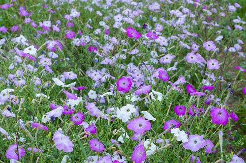 Old fashion petunia 200 - fashion, 200+