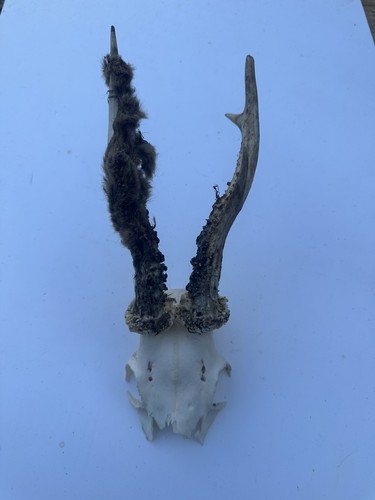 Roe buck deer skull with - roe,