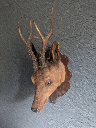 Taxidermy roe deer head - taxidermy,,