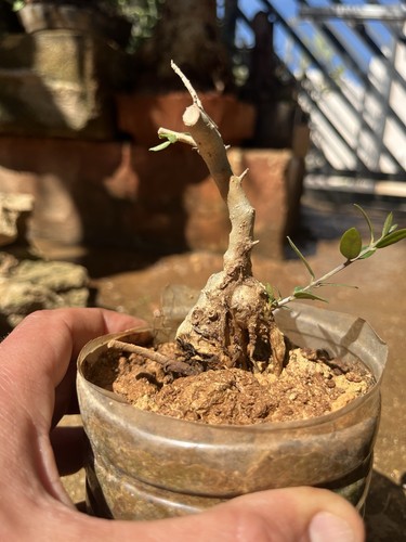 Olive bonsai mame - olive, ,mame