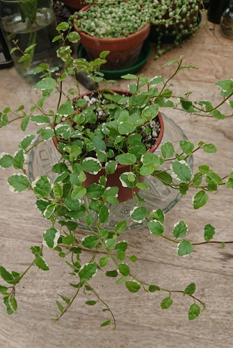 Ficus pumila 10cm - |,