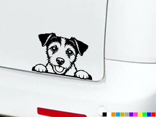 Peeking jack russell - peeking,