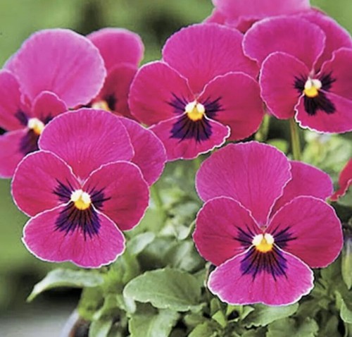 100 viola pansy swiss - viola, giant