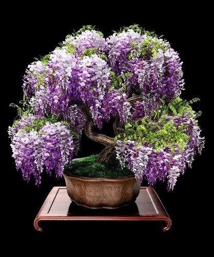Purple blue wisteria bonsai - blue,
