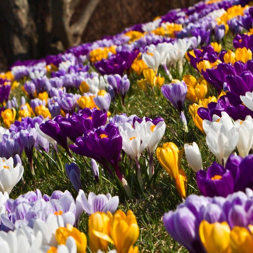 Crocus 100 spring - 100,