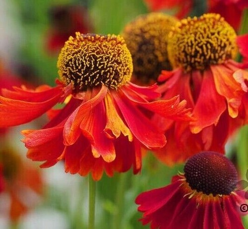Helenium moerheim beauty - helenium,