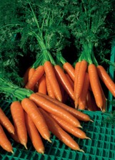 Carrot Plug Plants "Grow Your