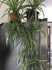 3 Baby Spider Plants unrooted/