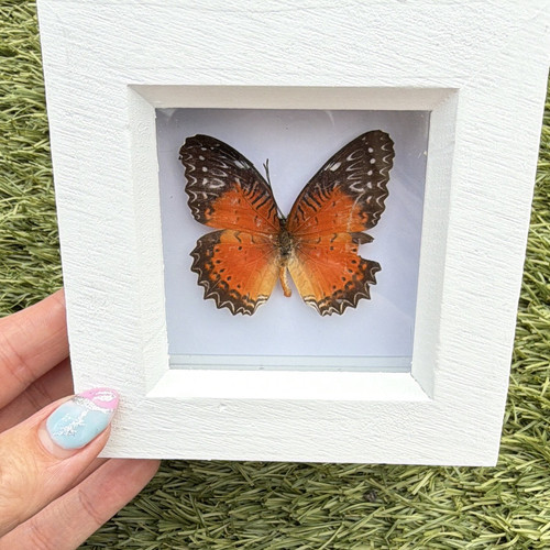 Framed mounted butterfly - framed,