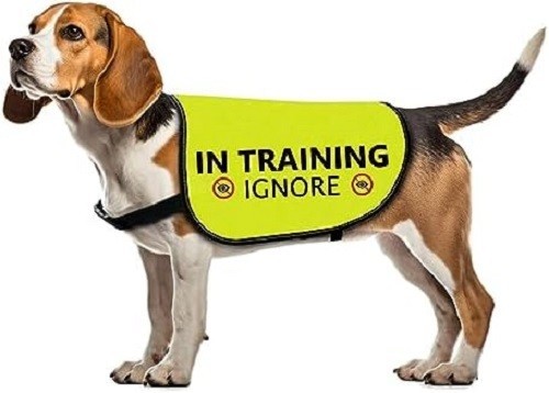Training ignore dog jacket - dog,