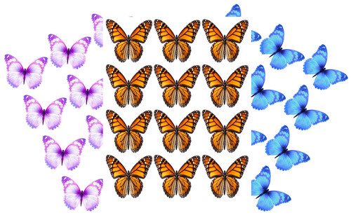 Edible butterflies for - butterflies, cake