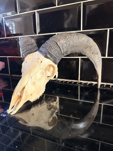 Real bulls skull - bulls,